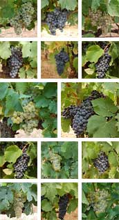 The Thirteen Grape Varieties Aoc Chateauneuf Du Pape